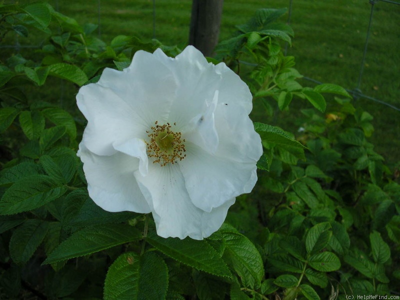 'Pársla' rose photo