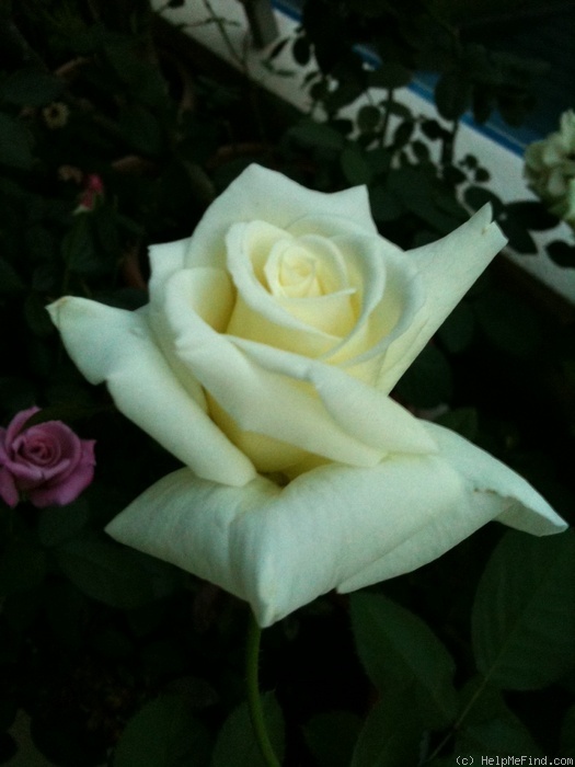 'Pope John Paul II ™ (Hybrid Tea, Zary, 2006)' rose photo