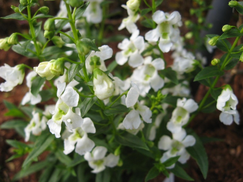 'Tessie's Garden'  photo