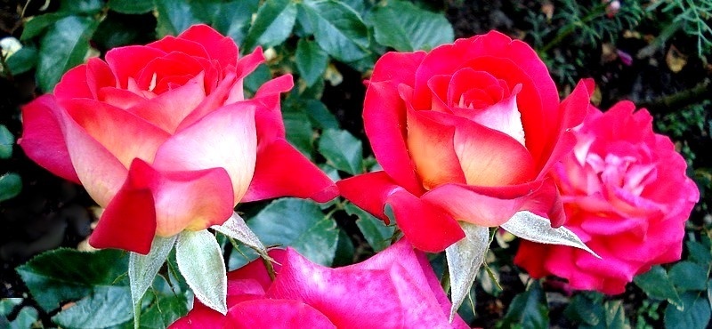 'Gipsy (floribunda, Suzuki, 1985)' rose photo