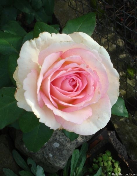 'Souvenir de Baden-Baden ®' rose photo