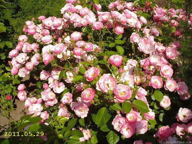 'Angela ® (floribunda, Kordes, 1975/84)' rose photo