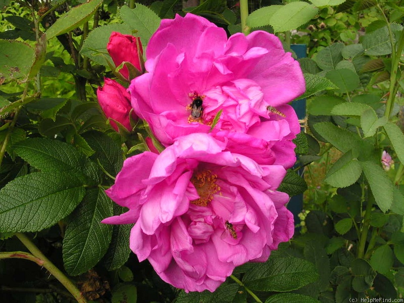 'Rokoko (hybrid rugosa, Baum 1987)' rose photo