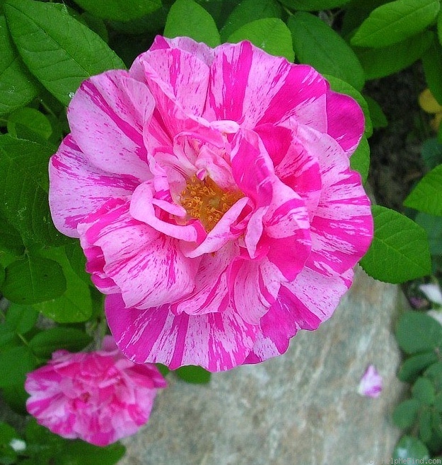 'Rosa Mundi (gallica, before 1658)' rose photo