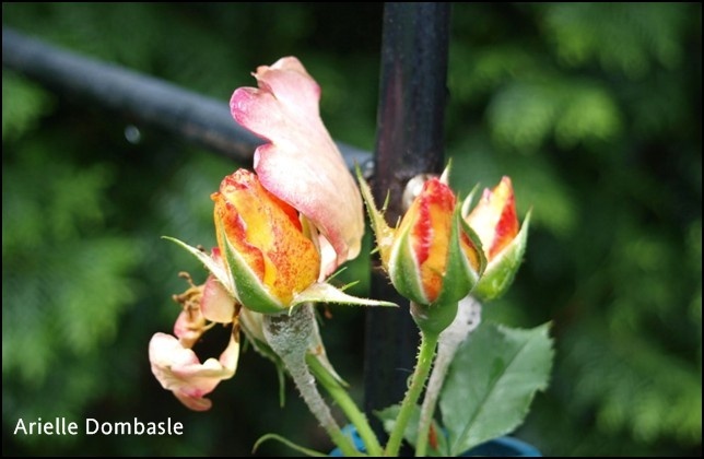 'Arielle Dombasle ®' rose photo