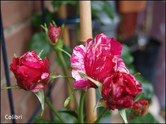 'Colibri Farbfestival ®' rose photo