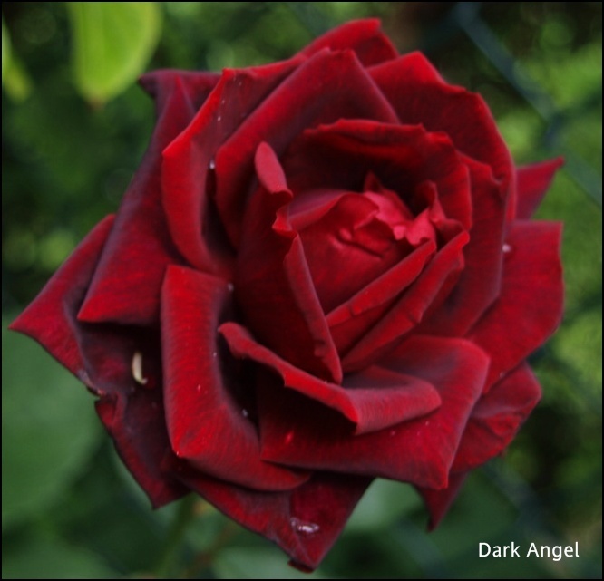'Dark Angel' rose photo
