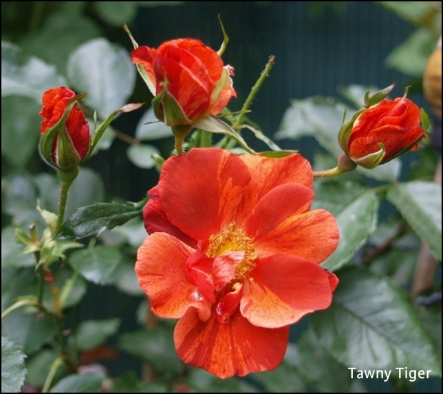 'Tawny Tiger' rose photo