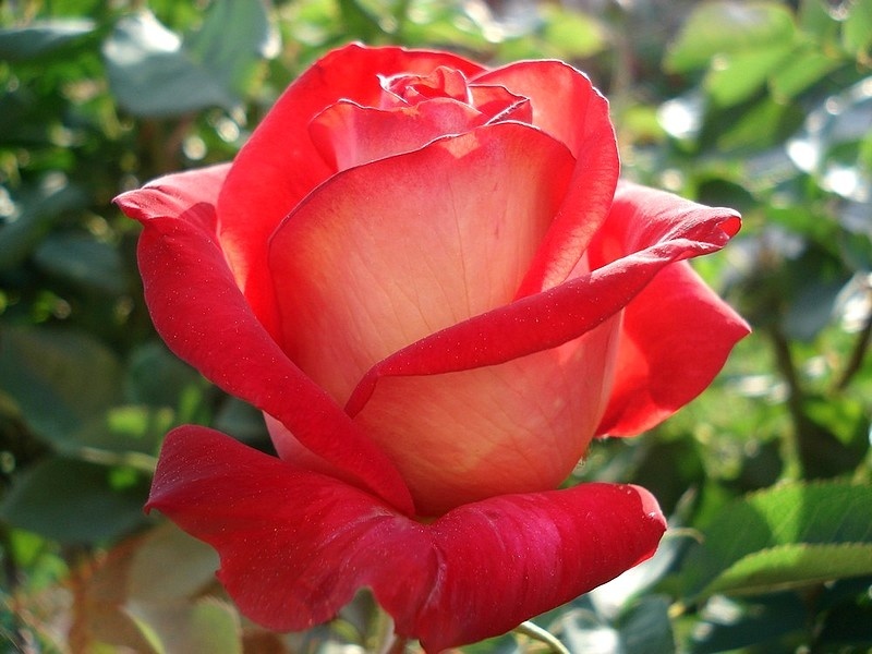 'Acadia (hybrid tea, Armstrong before 1995)' rose, click to enlarge 'Acadia (hybrid tea, Armstrong before 1995)' rose photo