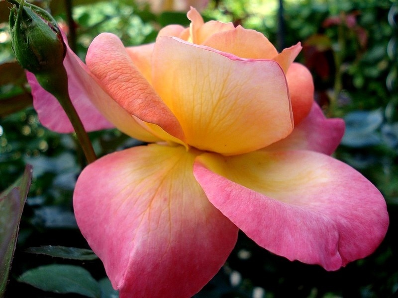 'Apoman' rose photo