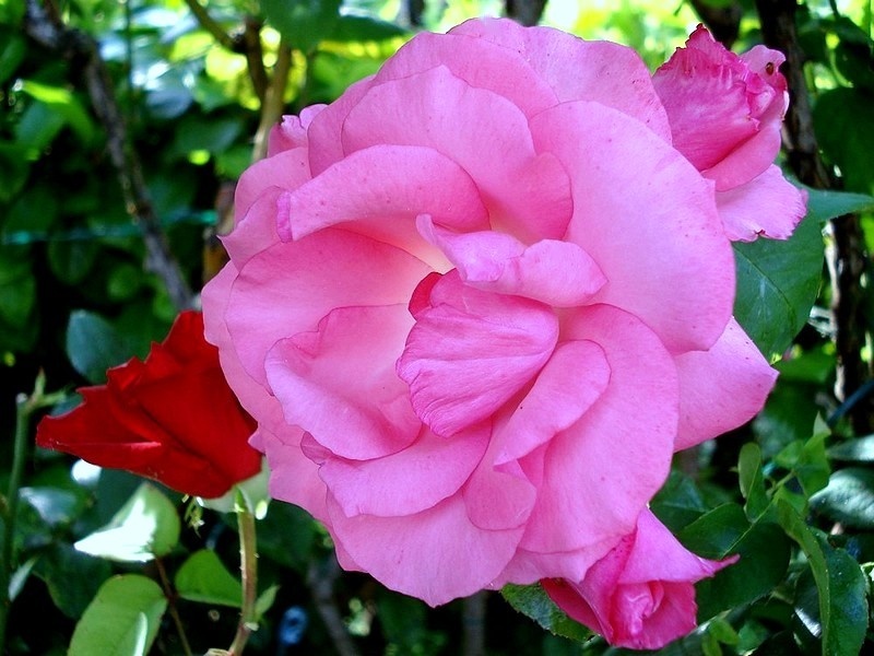 'Capitole' rose photo