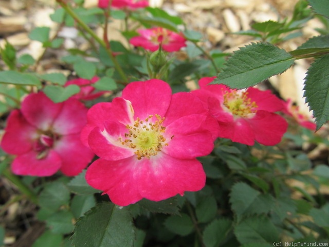 'Lupo ®' rose photo