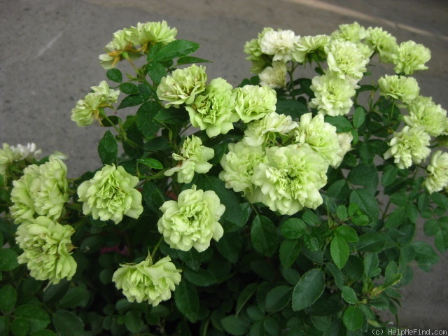 'Green Ice (miniature, Moore 1971)' rose photo