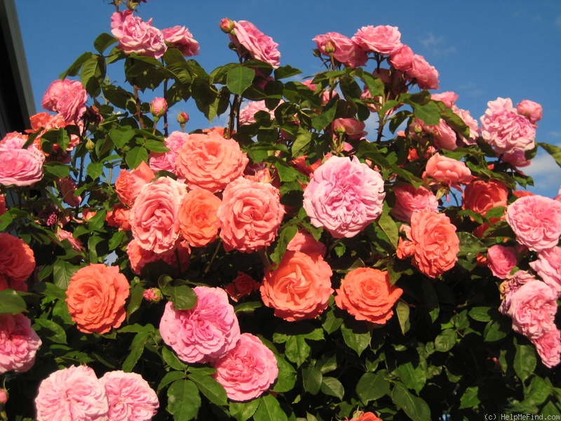 'Gertrude Jekyll ®' rose photo
