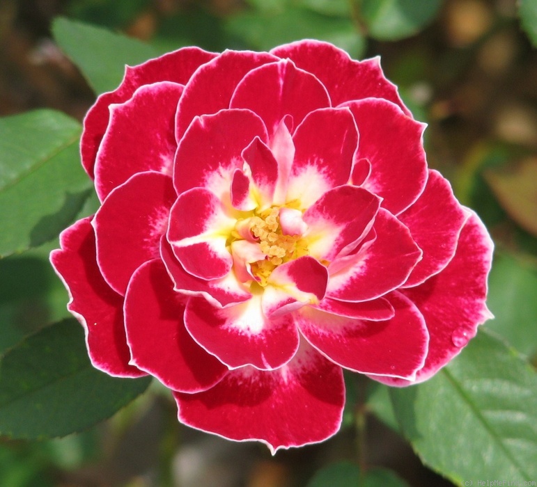 'Forrest Hale' rose photo