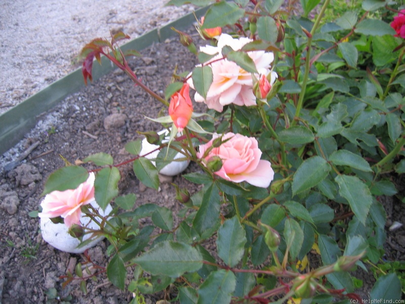 'Sussex' rose photo