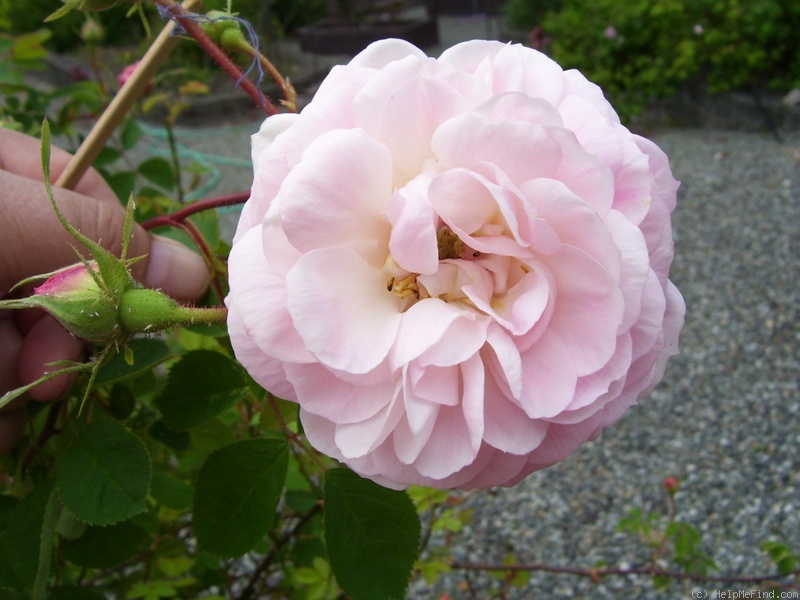 'El Ariana' rose photo