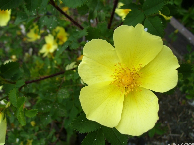 'Ormiston Roy' rose photo