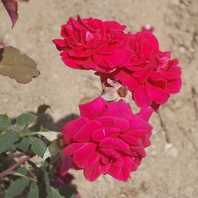 'Prince Félix de Luxembourg' rose photo