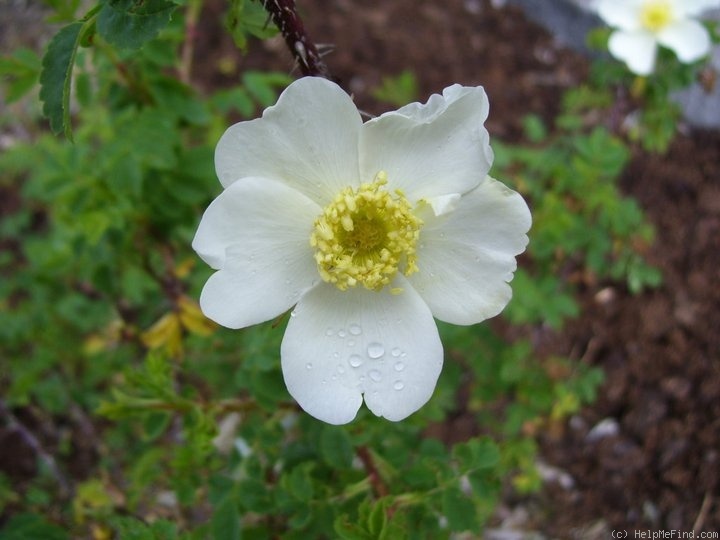 'Ross Rambler 4' rose photo
