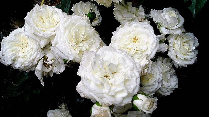 'Champollion ®' rose, click to enlarge 'Champollion ®' rose photo