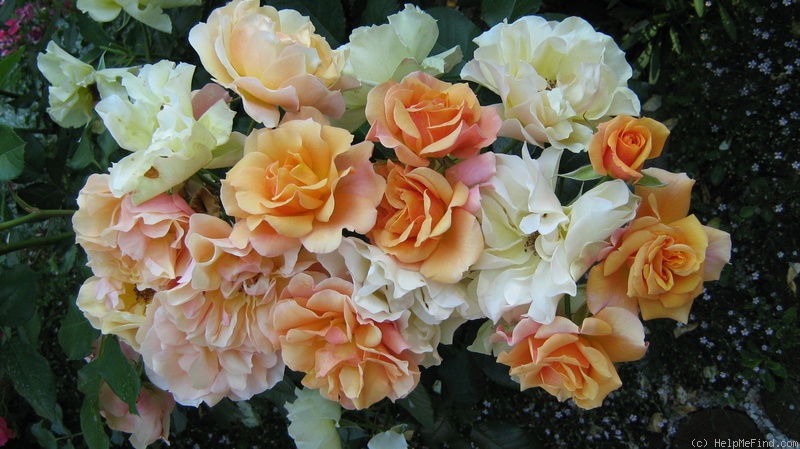 'Téquila ® (floribunda, Meilland, 2002)' rose photo