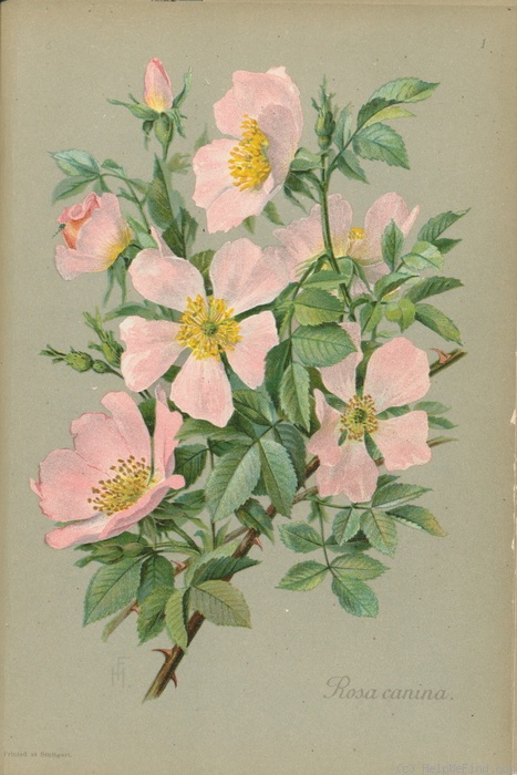 '<i>Rosa canina</i> L.' rose photo
