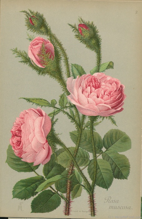 '<i>Rosa muscosa</i> Ait.' rose photo