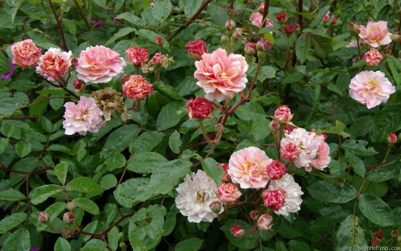 'Cornelia (Hybrid Musk, Pemberton, 1925)' rose photo