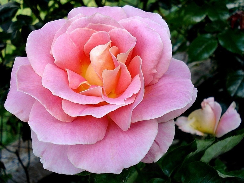 'Evelyne Dheliat ®' rose photo