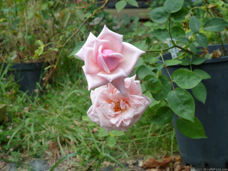 'Princesse Marie Dagmar' rose photo