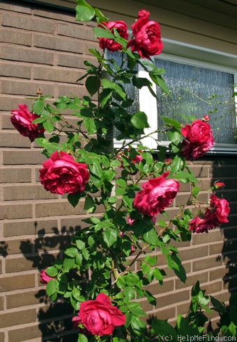 'Quadra' rose photo
