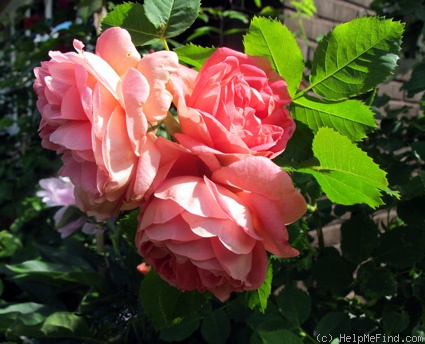 'Anna (shrub, Carlsson, 2000)' rose photo