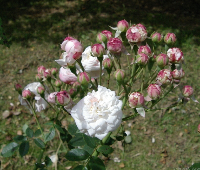 'Claudia Augusta' rose photo