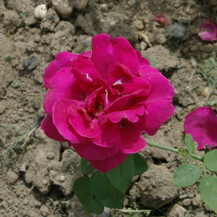 'Lieutenant Chauré' rose photo