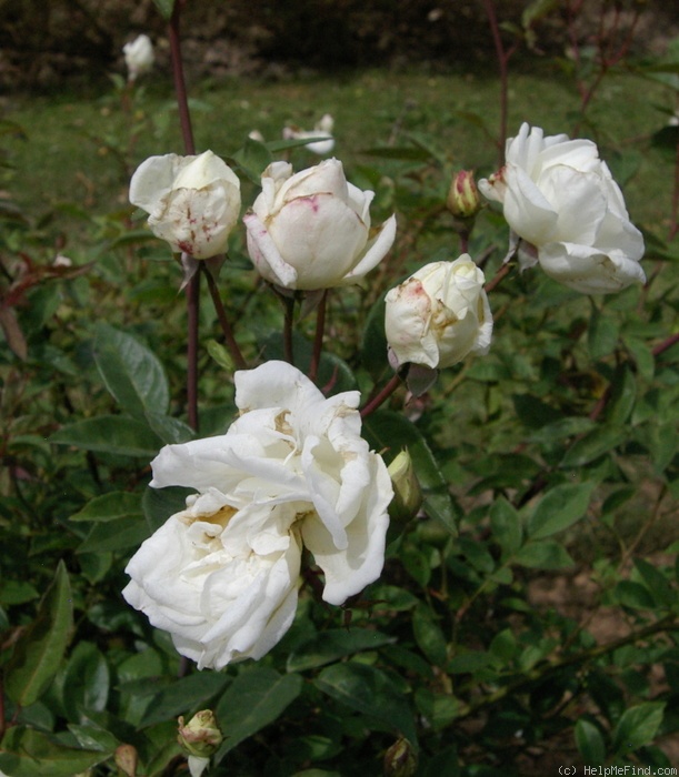 'Bengale Ducher' rose photo