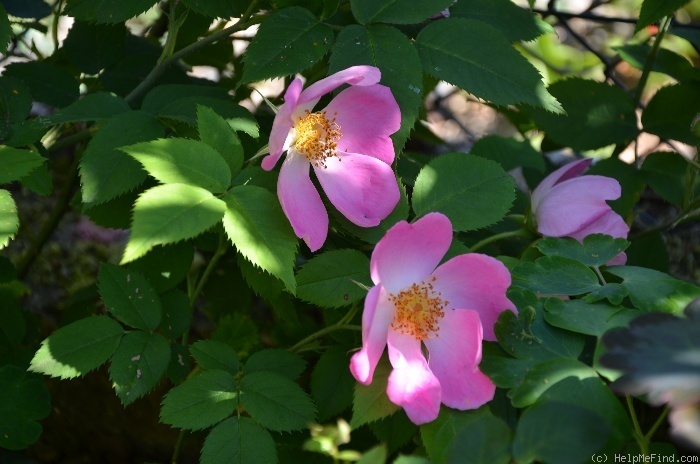 '<i>Rosa gallica complicata</i>' rose photo