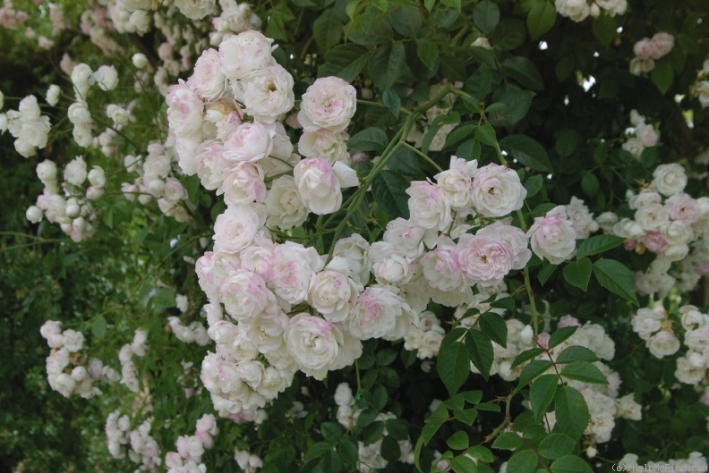 'Ethel' rose photo