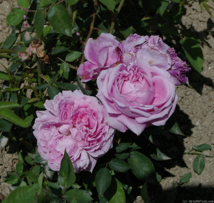 'Archiduchesse Elizabeth d'Autriche' rose photo