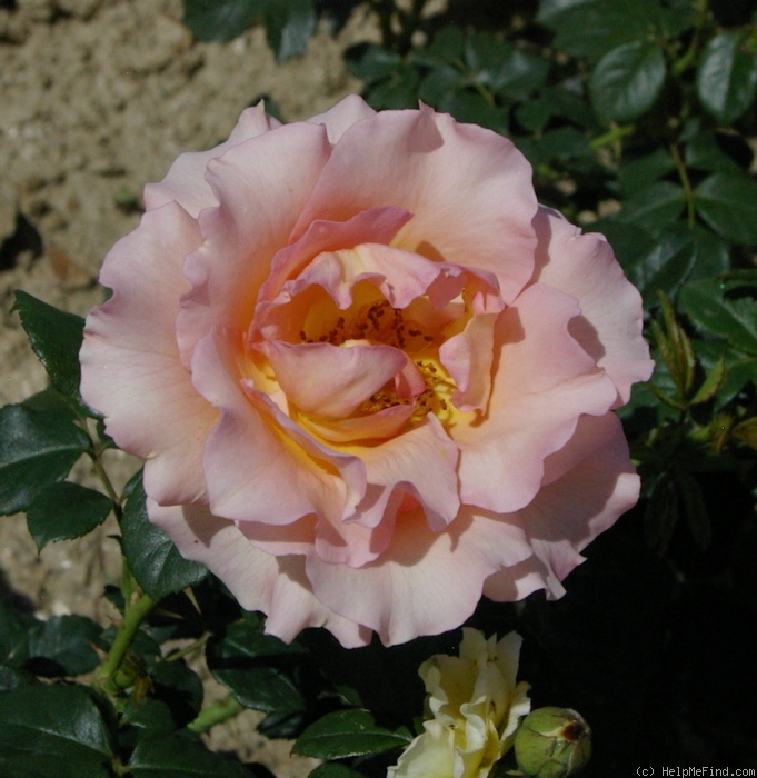 'Jean de Bohême®' rose photo