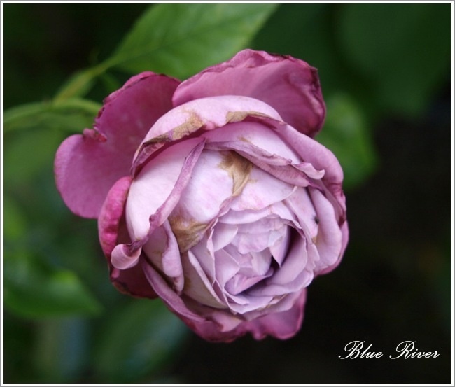 'Blue River ® (hybrid tea, Kordes, 1984)' rose photo