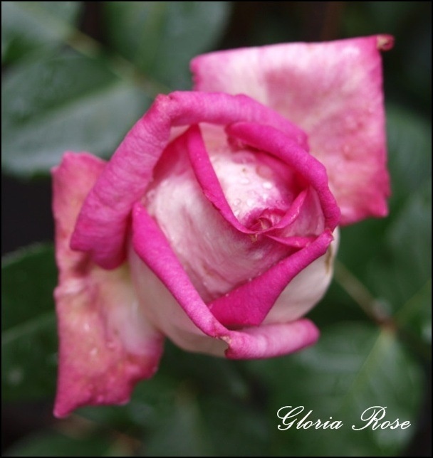 'Vitalrose Gloria Rosé ®' rose photo