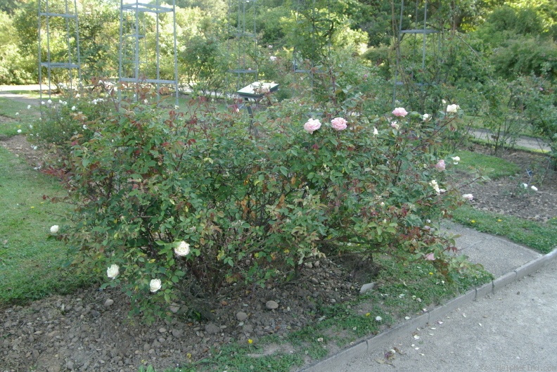 'Souvenir du Rosiériste Rambaux' rose photo
