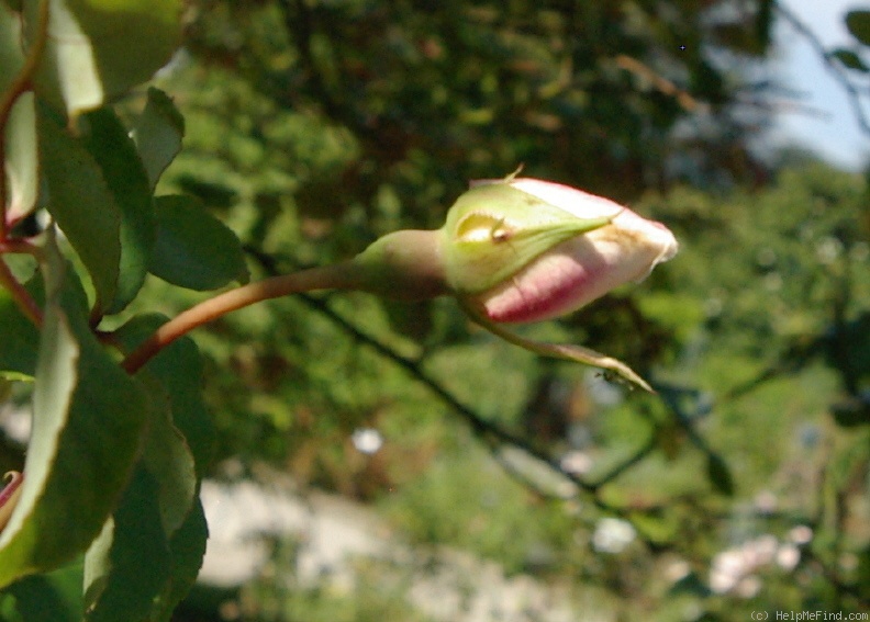 'Hérodiade' rose photo