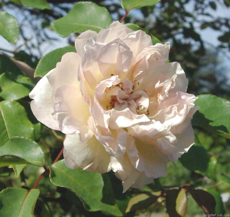 'Hérodiade' rose photo