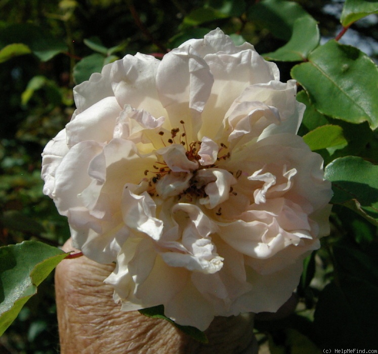 'Hérodiade' rose photo