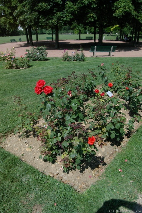 'Satellite ® (hybrid tea, Delbard, 1982)' rose photo