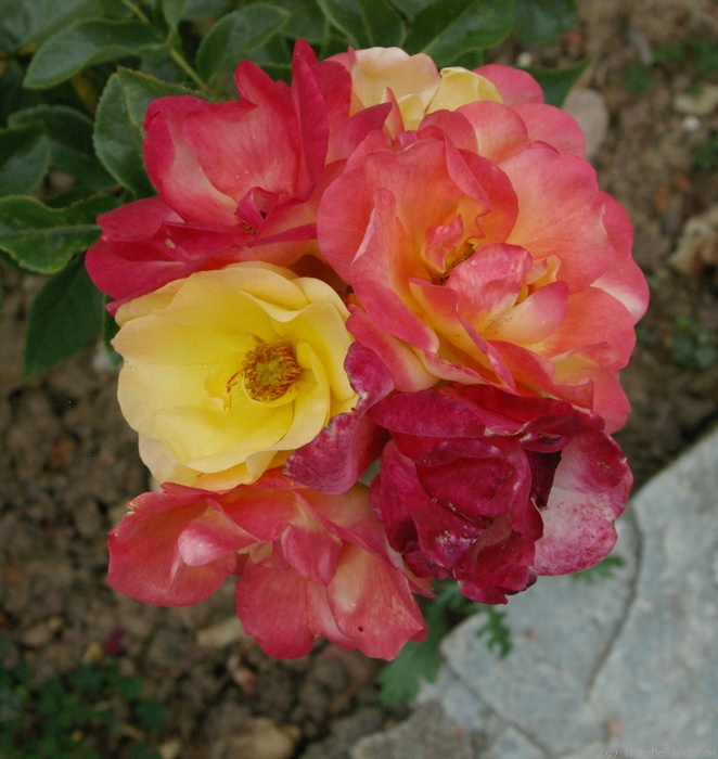 'Tzigane ® (floribunda, Meilland, 2008)' rose photo