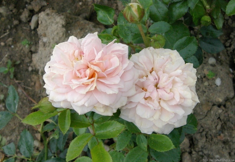 'Garden of Roses ®' rose photo