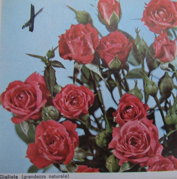 'Gigliola' rose photo